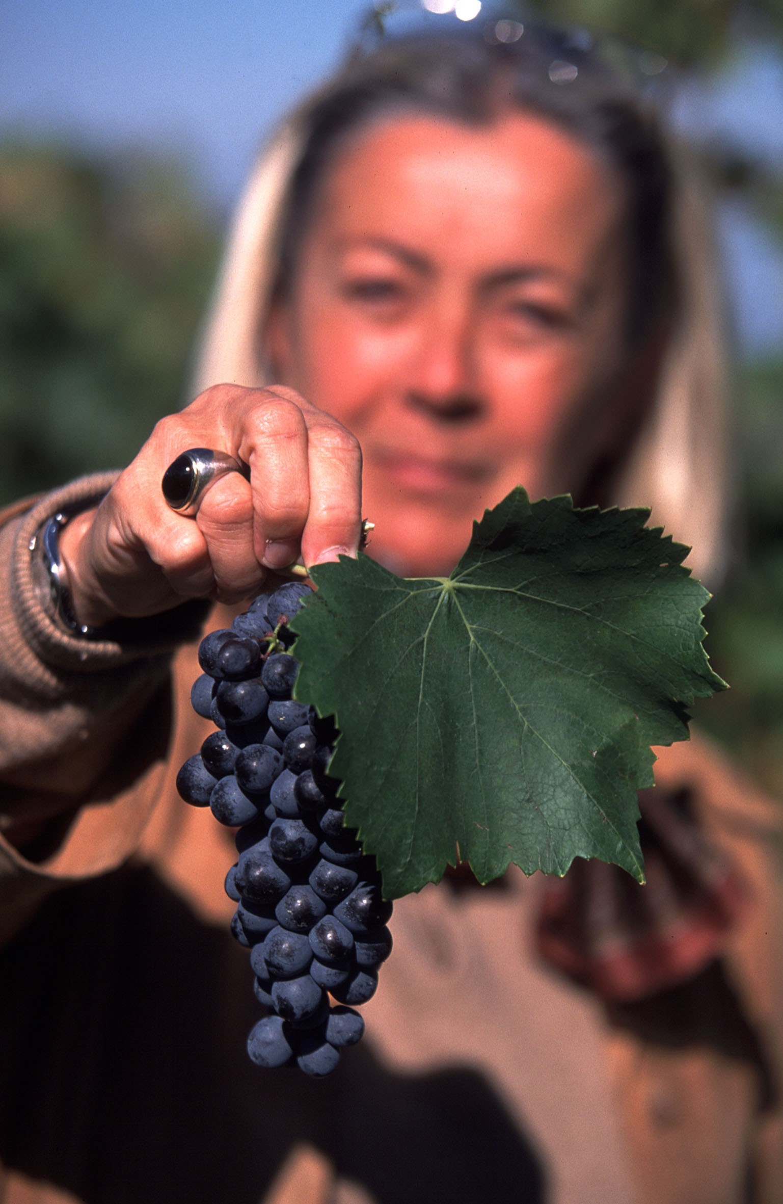 Donatella Cinelli Colombini - Foglia Tonda