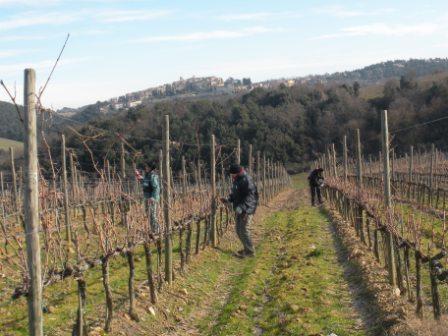 Cristina e Paola durante la potatura dei vigneti
