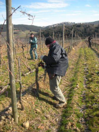Cristina e Paola potano i rami secchi Cristina e Paola potano i rami secchi sopra la prima gemma