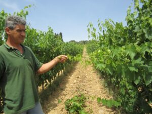 Efisio nel vigneto 14 luglio Efisio nel vigneto 14 luglio