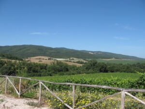 Vigneto vecchio Casato Prime Donne Vigneto vecchio Casato Prime Donne