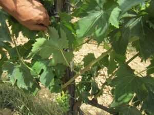 agostamento del Sangiovese agostamento del Sangiovese