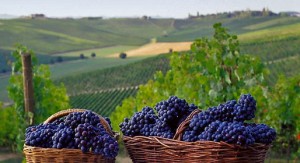 Vigneti delle langhe Vigneti delle Langhe