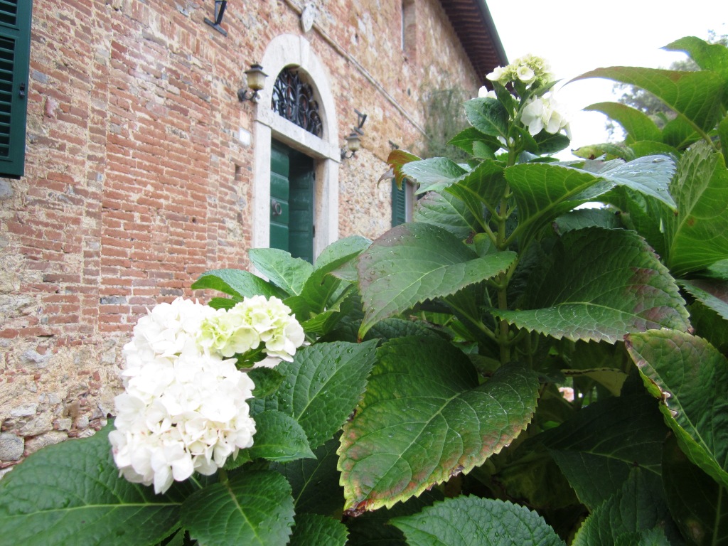 ortensie