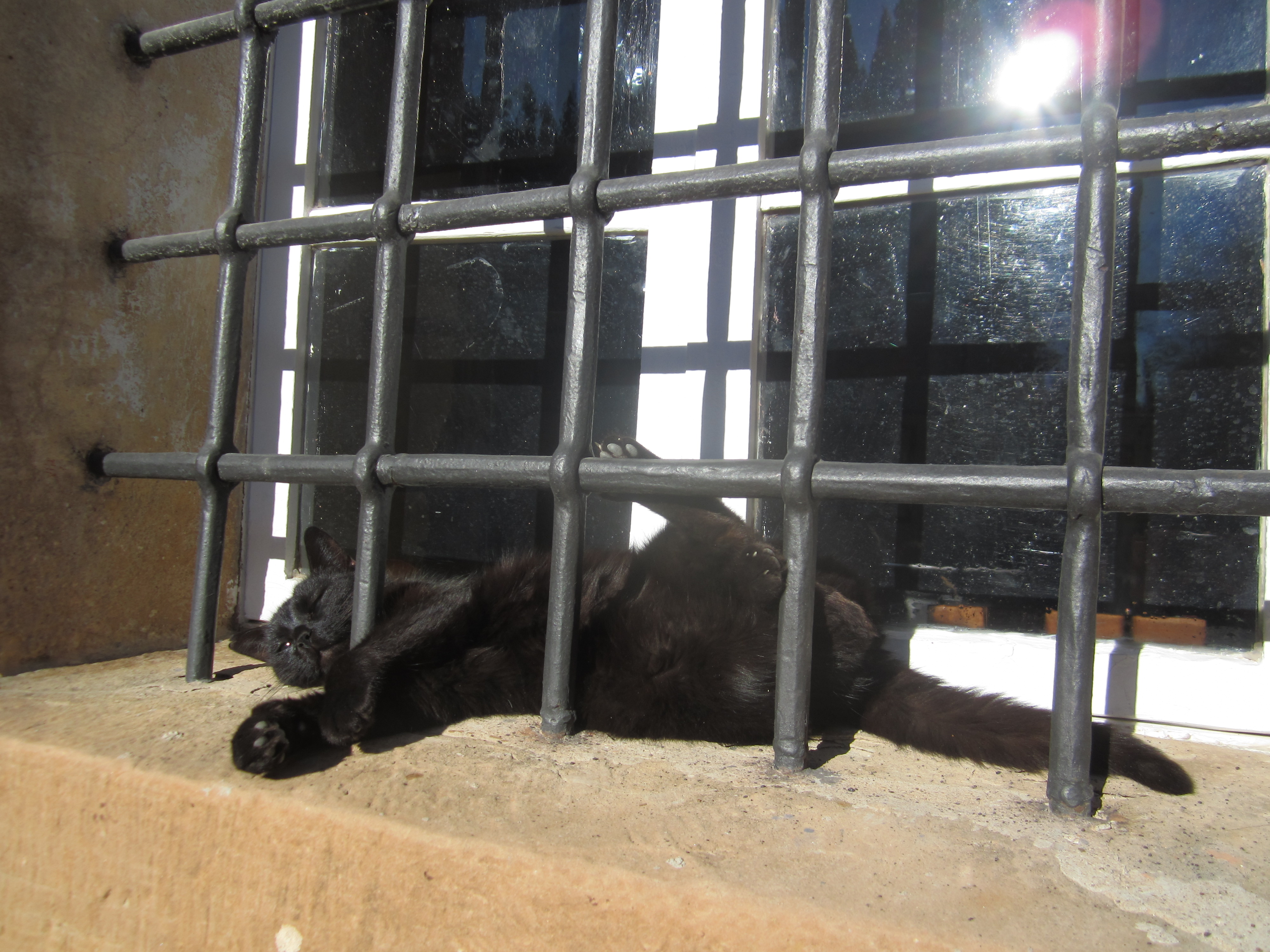 Fattoria - la gattina nera
