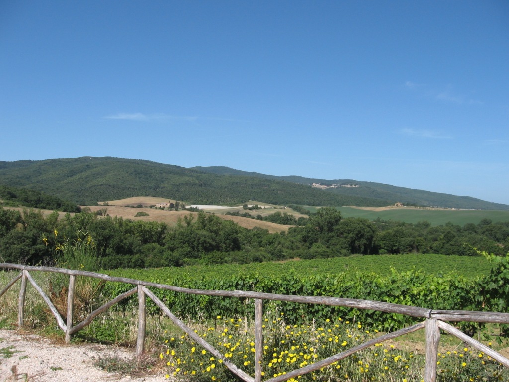 Vigneto vecchio Casato Prime Donne