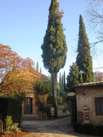 cipresso della Cappella