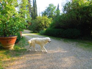Selvapiana-maremmano di Francesco Giuntini