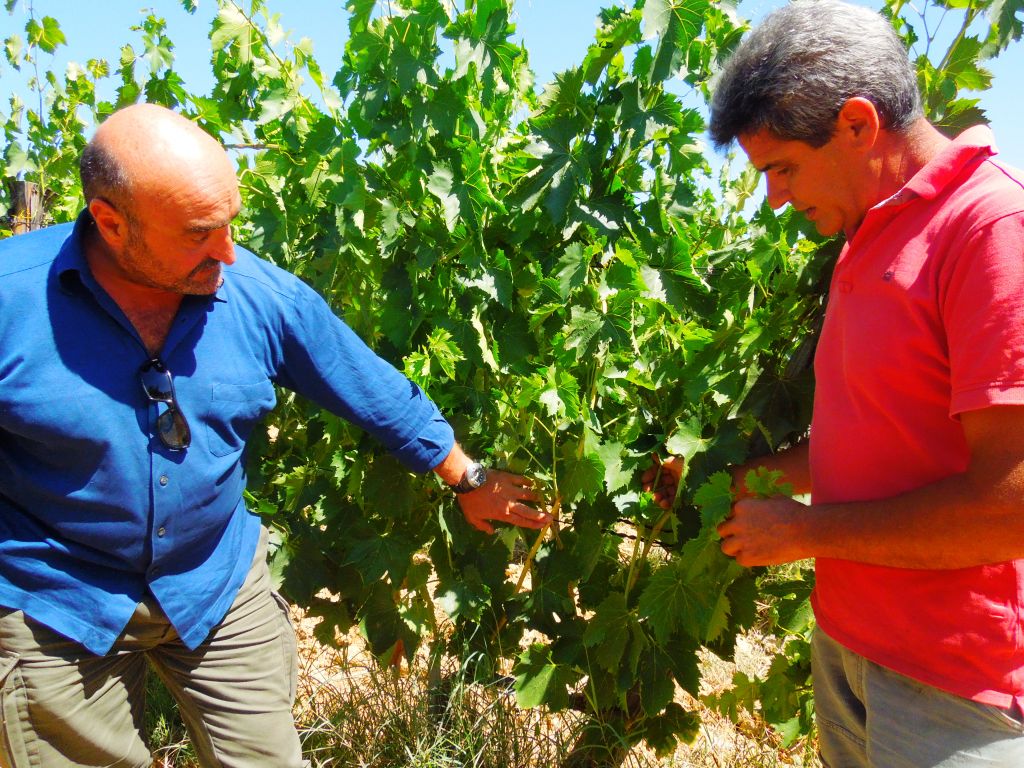 Agostamento-Sangiovese Fattoria-del-Colle