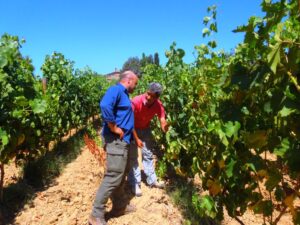 Folco-Bencini Efisio-Luche Foglia-Tonda Fattoria-del-Colle