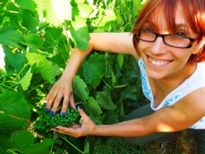 Vineyard-Sangiovese-BonellaCiacci
