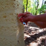 Mouth of Truth-Tree of vanity