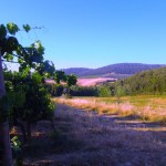 Doc-Orcia-Fattoria-del-Colle-