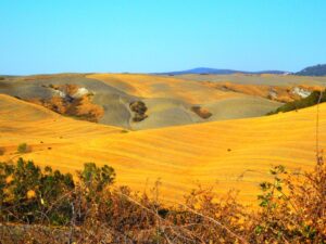 Estate_2012_Asciano_Terre_di_Sinea