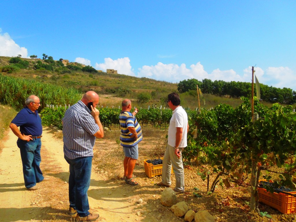 Gozo_vendemmia Shiraz_2012