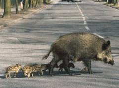 cinghiali_per_strada