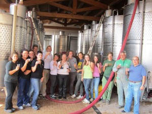 grape harvest at Fattoria del Colle