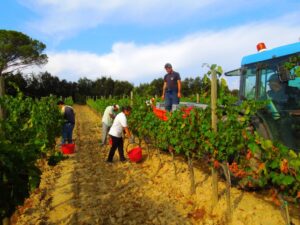 Merlot_Vendemmia2012_Fattoria_del_Colle