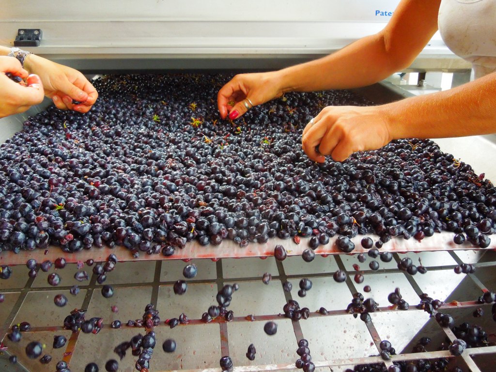 Montalcino_CasatoPrimeDonne_selezione_Sangiovese