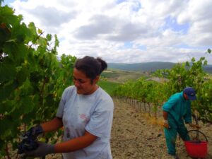 Montalcino_CasatoPrimeDonne_vendemmia2012