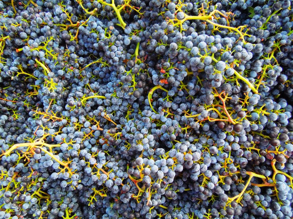Vendemmia_2012_Merlot_FattoriaDelColle