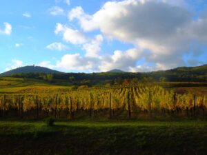 Strada-dei-vini-d'Alsazia-vigneti