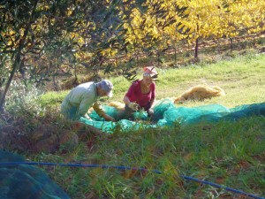 Olive picking-2012_Fattoria Del Colle