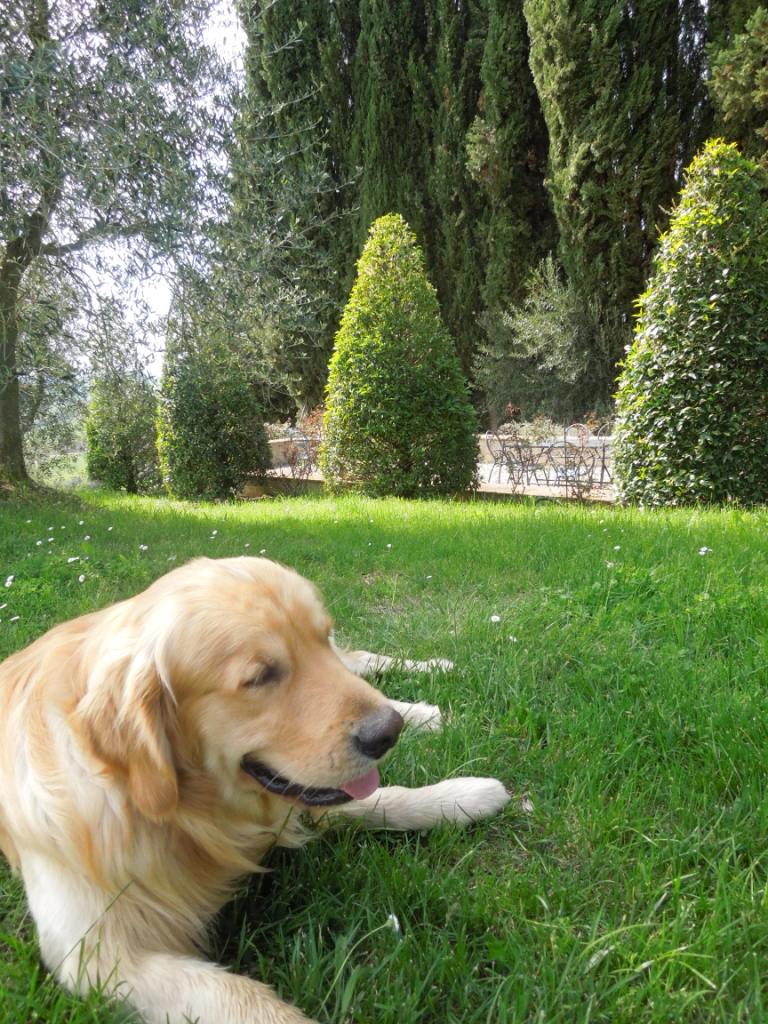 Agriturismo in Toscana - Fattoria del Colle- primavera - Felix nel parco delle piscine