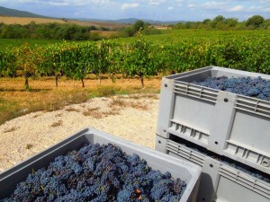 Casato-PrimeDonne_Montalcino_Grapeharvest2012 Casato-PrimeDonne_Montalcino_Grapeharvest2012