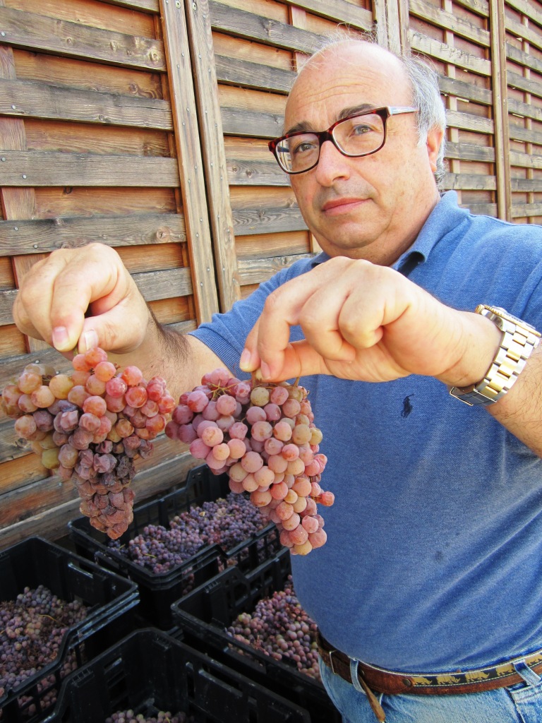 Traminer grappoli per il passito