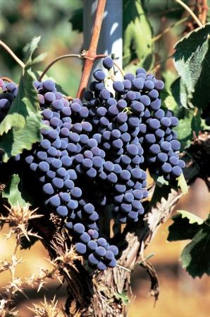 sangiovese per il Brunello