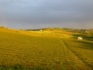 Canelli vineyards spring 2013