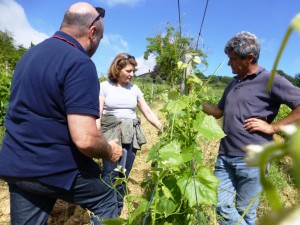 the agronomist and the enologist of Fattoria del Colle winery in the vineyard