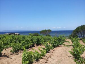 Sardegna vigneto sul mare