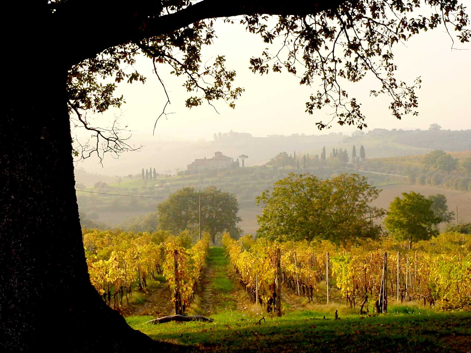 Vigneti Doc Orcia