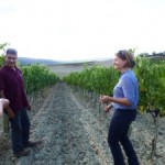 Montalcino 2013 harvest grape tasting