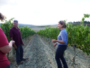 Montalcino vendemmia 2013 assaggio delle uve