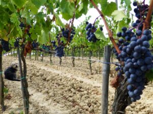 Vendemmia 2013 Fattoria del Colle Vendemmia 2013 Merlot