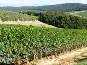sangiovese 2013 sangiovese 2013
