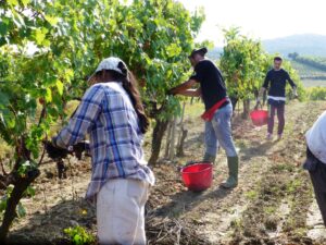 Brunello Montalcino vendemmia 2013 Brunello Montalcino vendemmia 2013