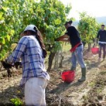 Brunello Montalcino harvest 2013 Brunello Montalcino harvest 2013