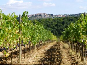 Sangiovese fattoria del Colle vigneto poggione Sangiovese fattoria del Colle vigneto poggione