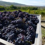 Sangiovese for the Brunello vintage 2013 Casato Prime Donne Sangiovese for the Brunello vintage 2013 Casato Prime Donne