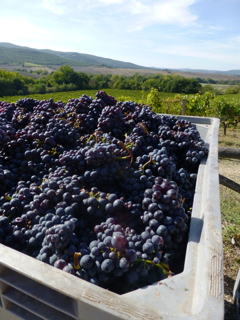 Sangiovese per il Brunello Vendemmia 2013