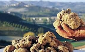 Tartufo Bianco San Giovanni d'Asso Tartufo Bianco San Giovanni d'Asso