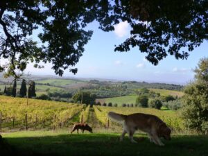 Fattoria del Colle vigneto Orcia Cancello nero