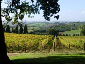 Orcia vigneto Fattoria del Colle autunno