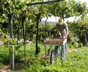 amarone-grapeharvest amarone-grapeharvest