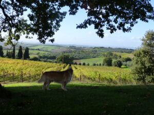 Orcia Fattoria del Colle vigneto in autunno Orcia Fattoria del Colle vigneto in autunno