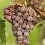 Traminer Traminer